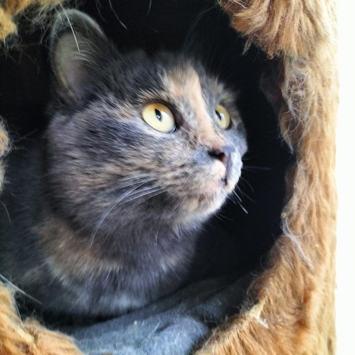 Кошечка ищет дом