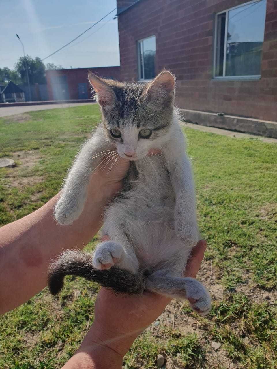 Котята бесплатно в добрые руки