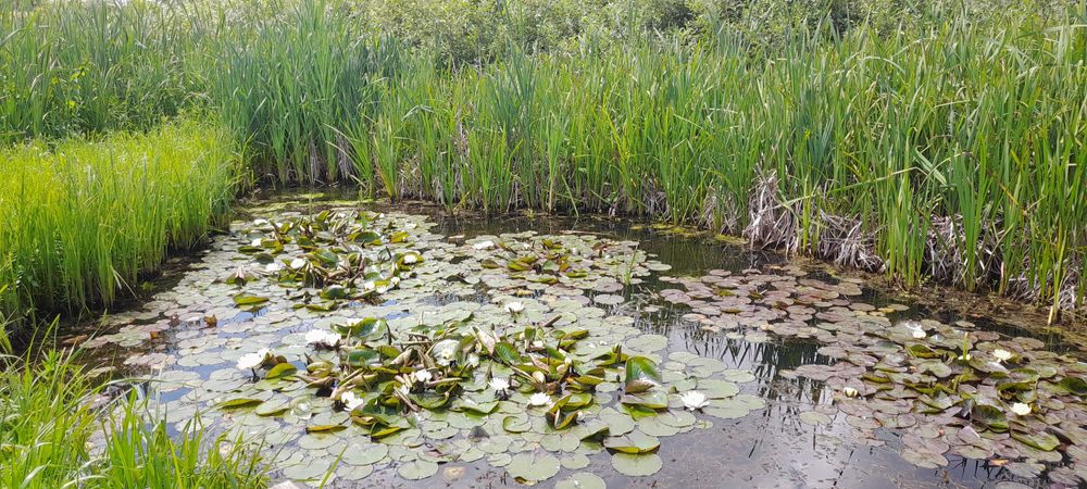 Nuferi maturi, infloresc in mai 2026