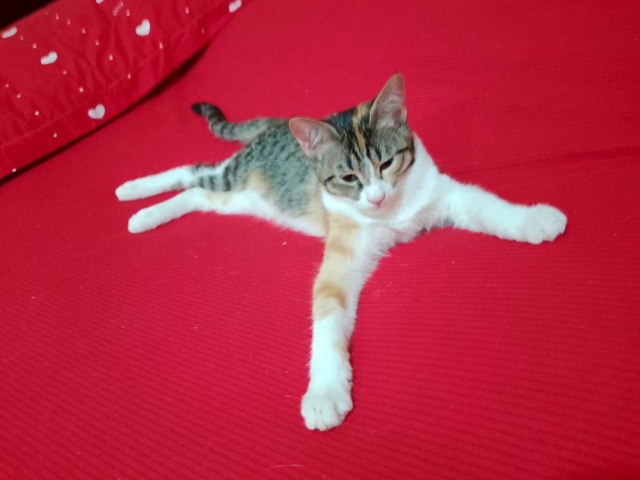 Отдам кошочек дором в хорошие руки