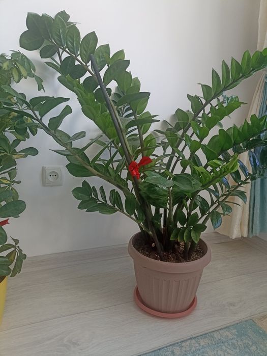 Цветы для дома и офис