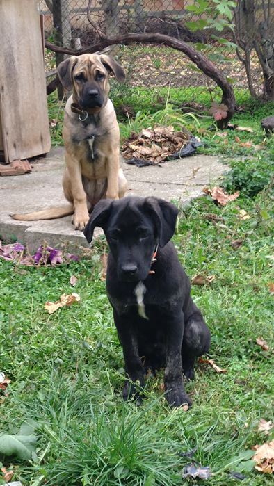 Продавам Немски дог