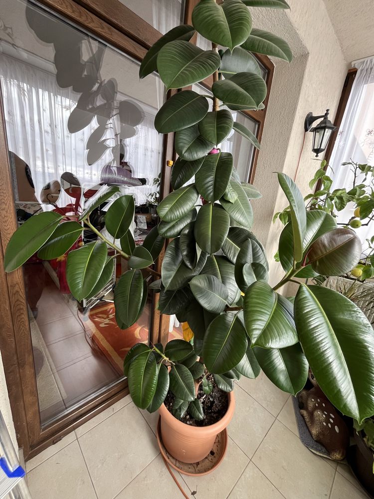 Vand planta ficus 2.2m