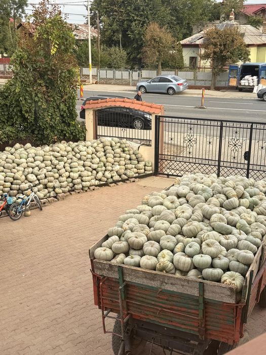 Dovleci dovleci dovleci