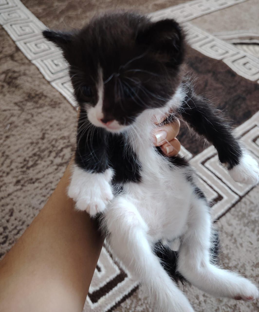Одам бесплатно котят