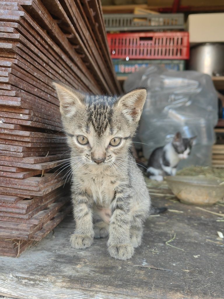 Ofer spre adopție 5 puiuți de pisica jucăuși