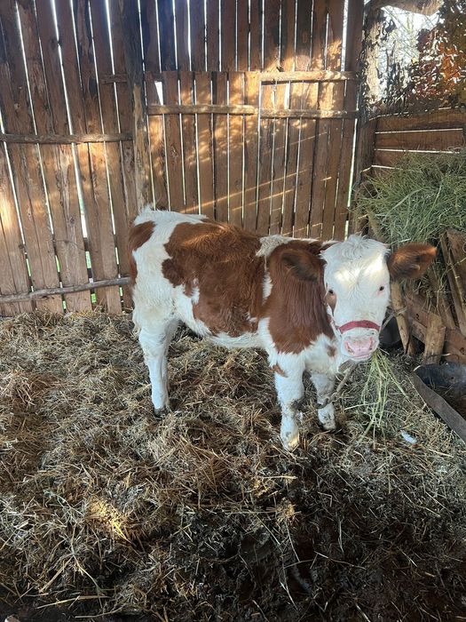 Vitea bălțată românească