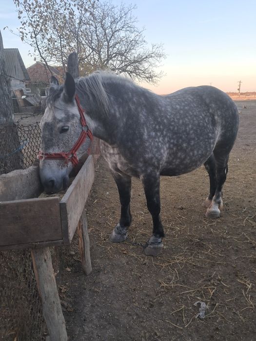 Iapă cu manz 4/5ani ,gestanta.