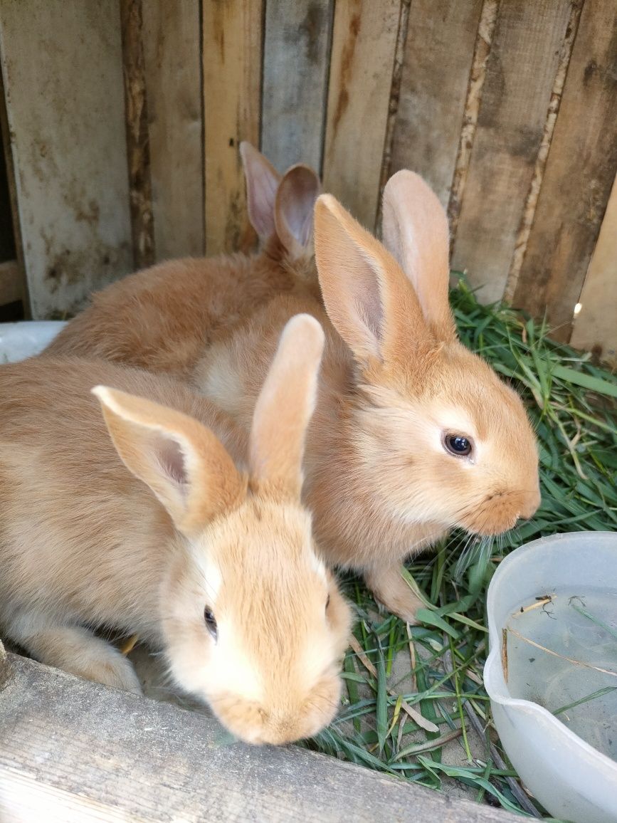 Кролики Бургундские