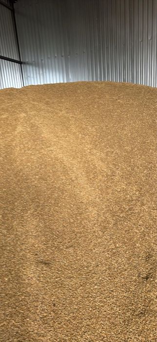 Vand samanta de sparceta si orz