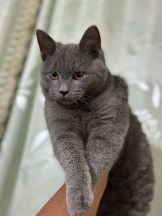 Котята породистые