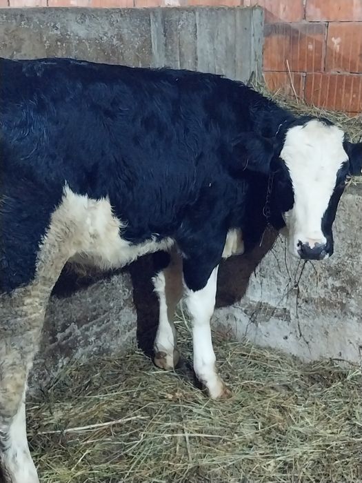 Vând tauras și vitea 5luni