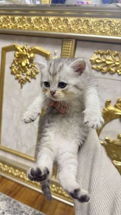 Arzonga seribristiy quloqchasi qaytgan shinshilla mushukchalar