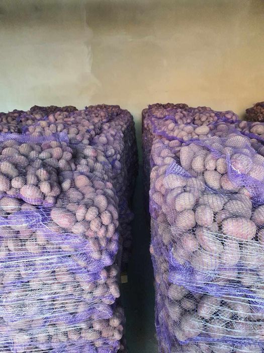 vand cartofi de polonia