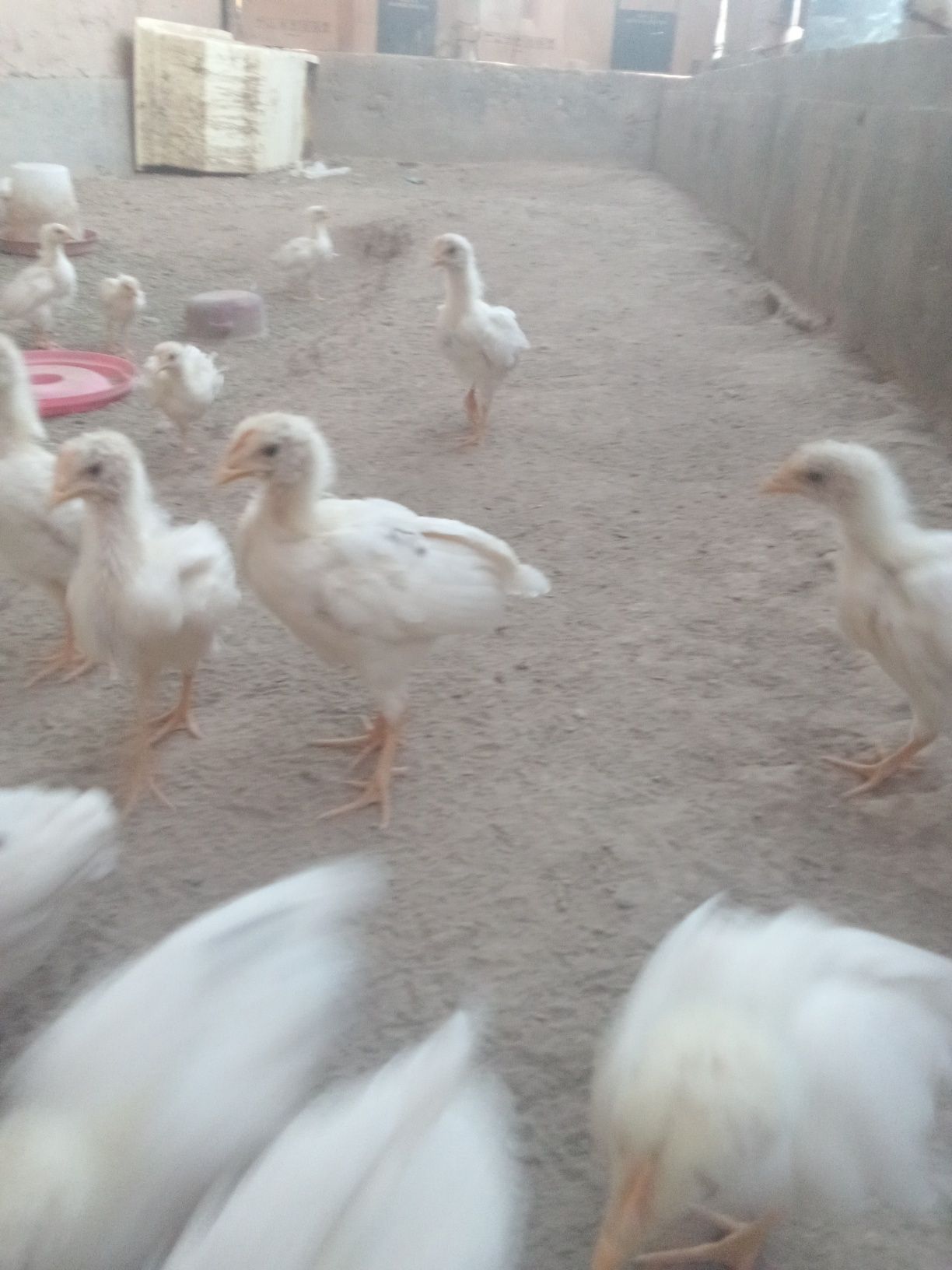 Jujalar sotiladi broller kobb-500 10 kunlik manzil samarqand