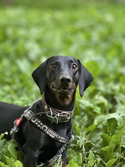 Кузя ищет невесту