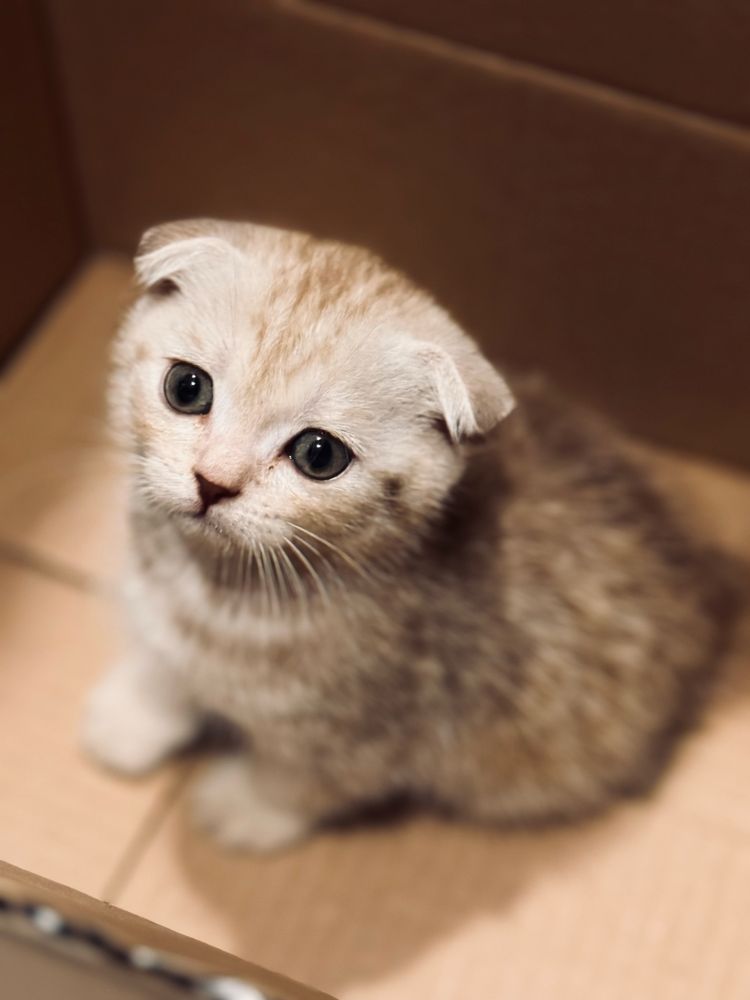 Котенок британский