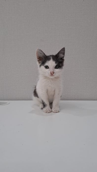 Отдадим в хорошие и добрые руки