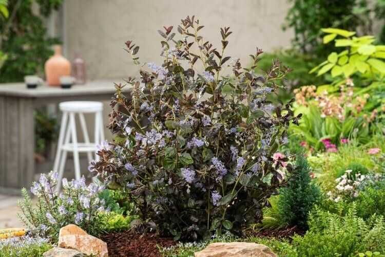 Цеанотусът (Ceanothus) или калифорнийският люляк