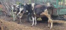 Vacă holstein de vânzare