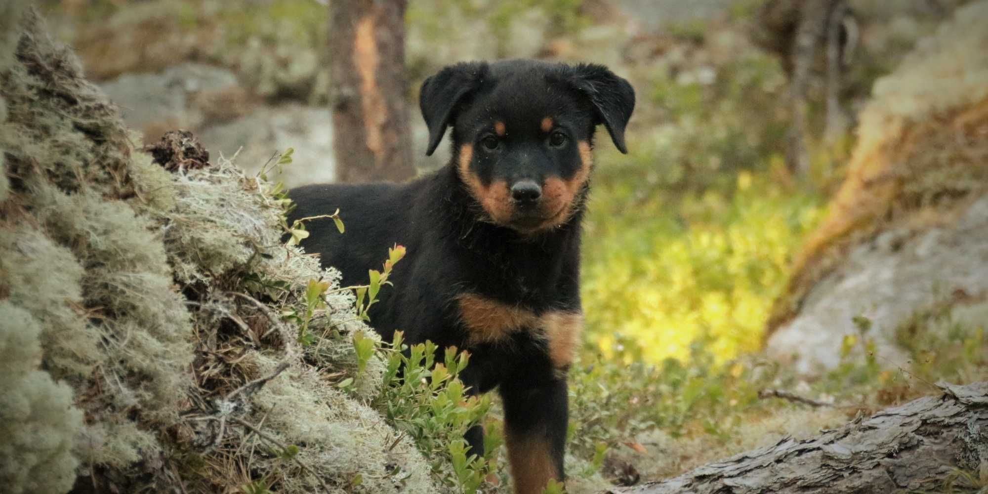 Rottweiler / Ротвейлеры высочайшего класса от элитного питомника