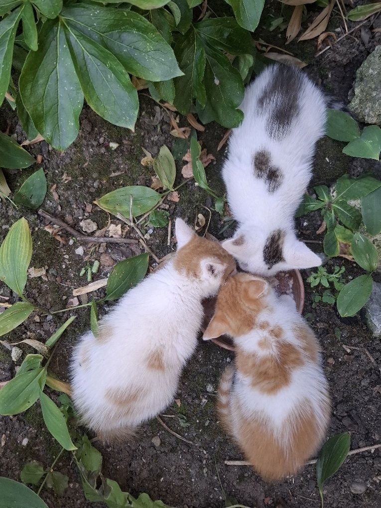 Donez pui de pisică