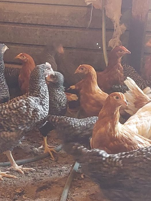 Avem puicute moravia, susex și issabraun și pui de carne