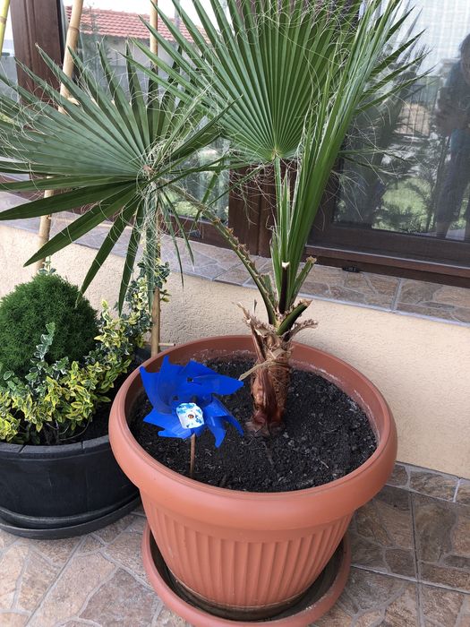 Vand palmieri washingtonia