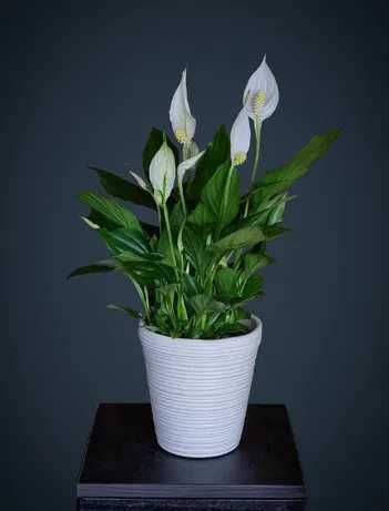 Пышный цветущий цветок Спатифиллум Женское счастье для офиса и дома