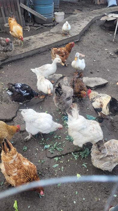 Rate de casa de vanzare