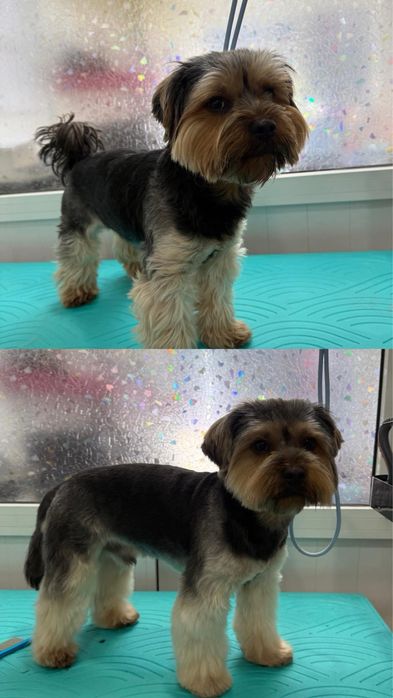 Груминг салон