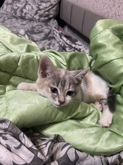 Отдам котенка девочку