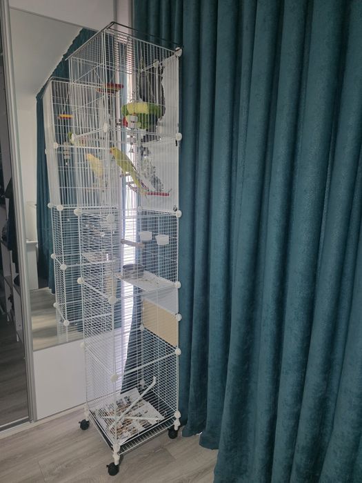 Papagal Micul Alexandru