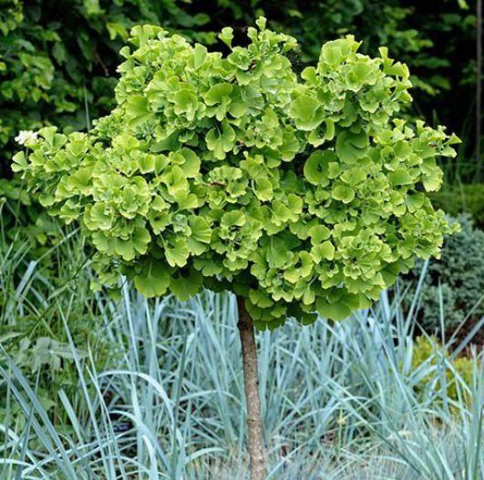 Ginkgo Biloba Mariken