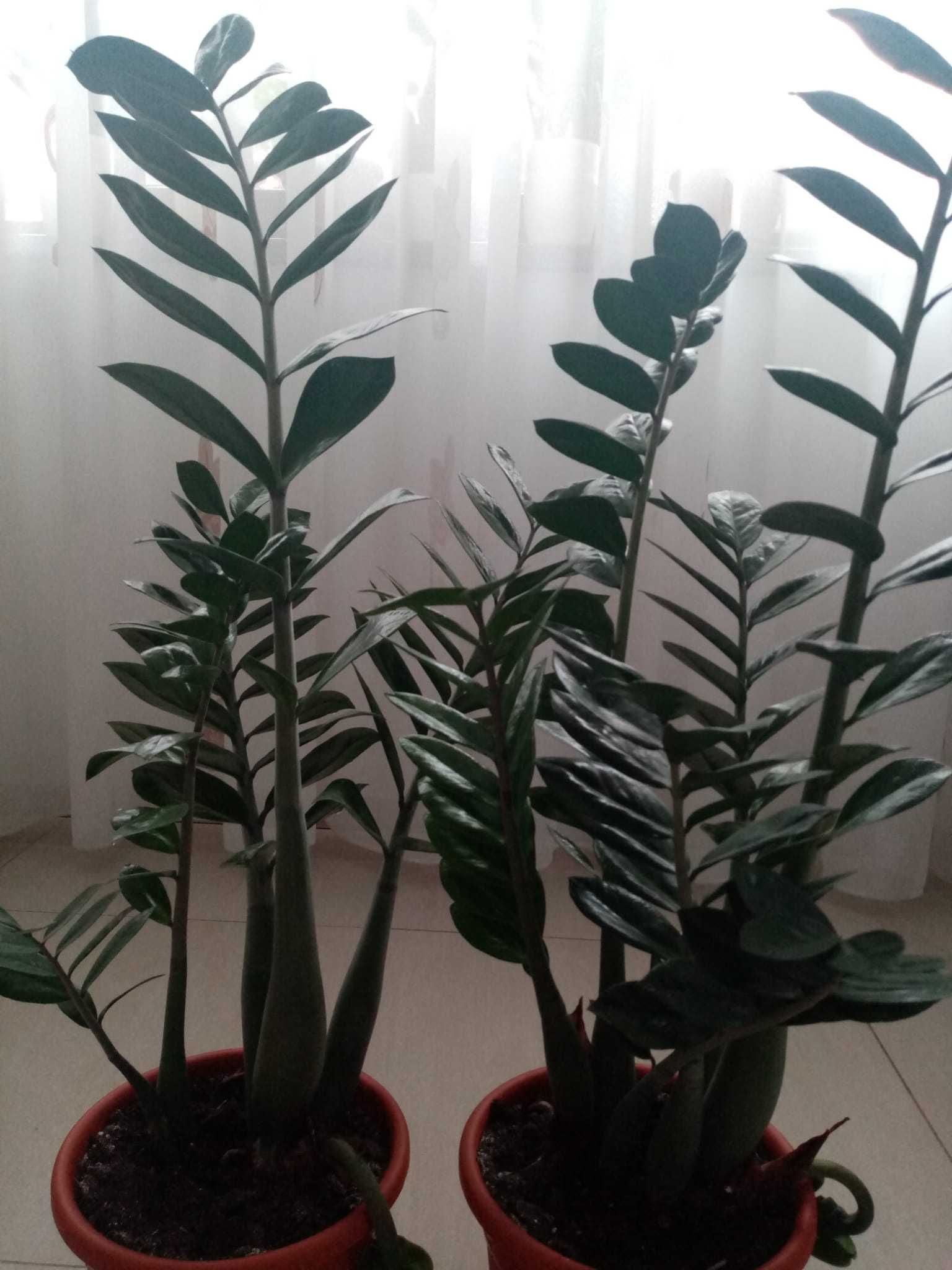 Vând plante Zamioculcas