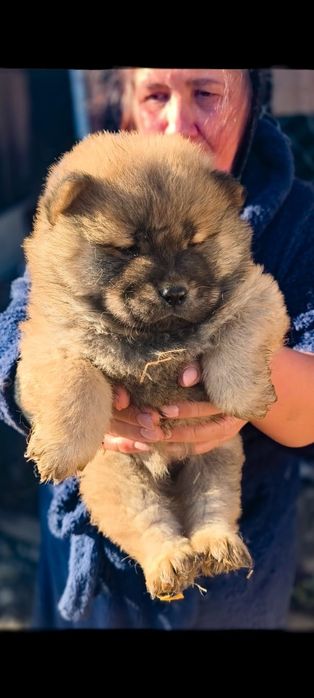 Chow chow, rasa pura