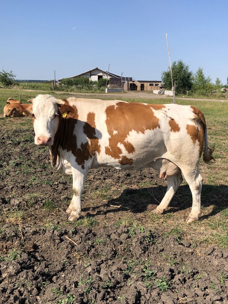 Vaci de vanzare