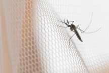 Plase anti insecte tantari plise