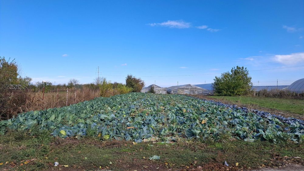 Teren Intravilan 1000mp Comuna Colibasi Jud Giurgiu