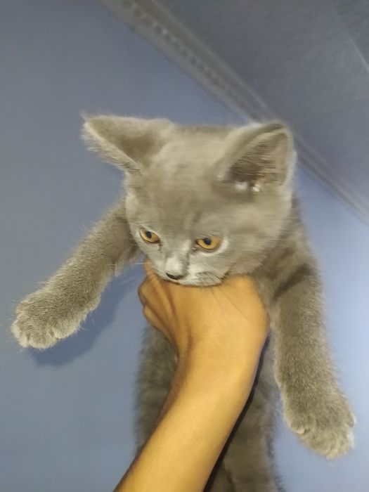 Продаются котята