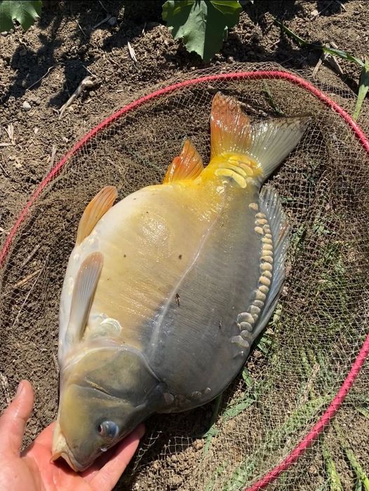 Шаран за консумация