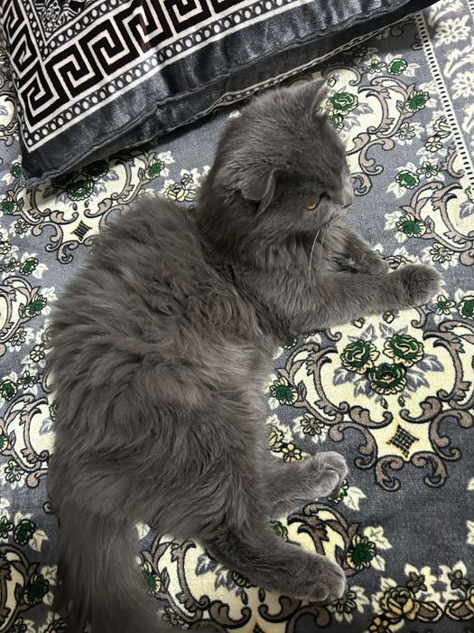 Shotlandskiy scotish fold