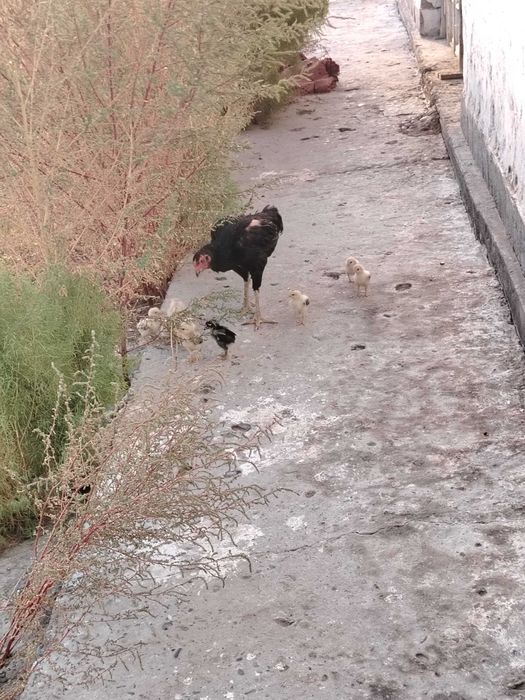 Dakan tovuq joʻjalari sotiladi