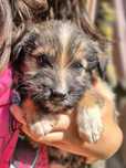 Cățeluș mic gratuit pentru adopție