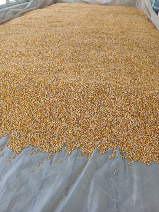 Amerikanskiy popcorn. (Bodroq makkayi)