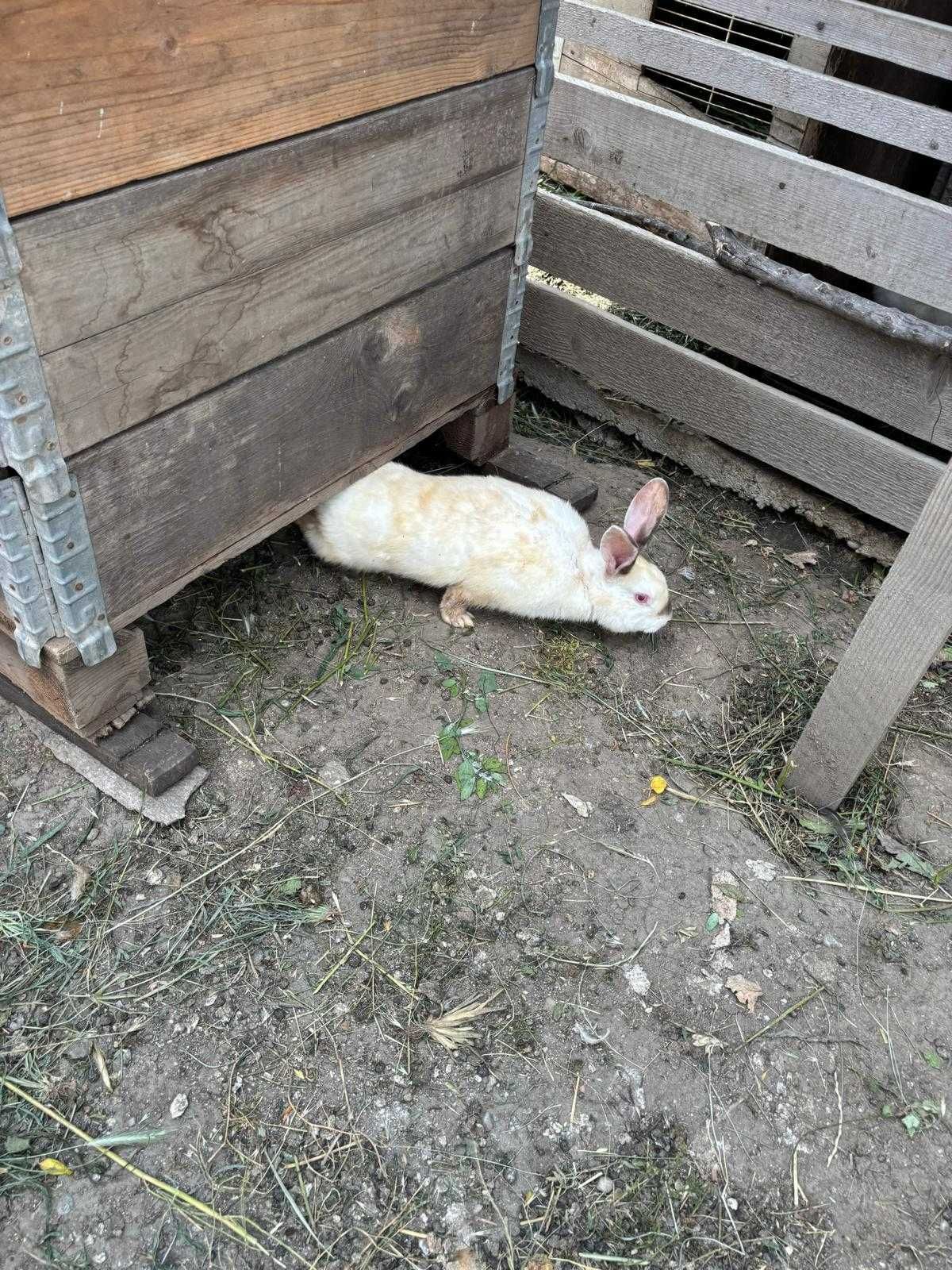 Iepurași de vânzare – mici și mari