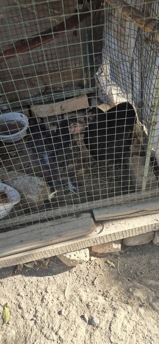 Qora shaxzoda xoroz tovuqlar sotaman