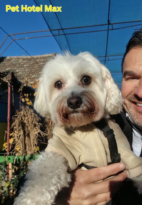 Animale de companie - TRANSPORT