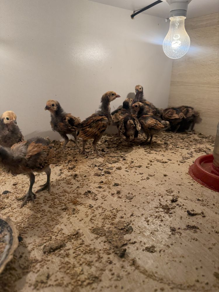 Forverk jo'jalari sotiladi.1 oylikka yaqnlashgan
