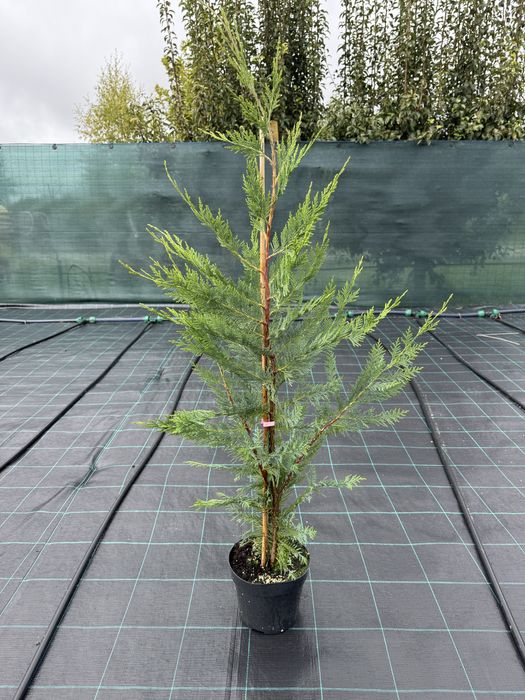 Oferta Cupressocyparis Leylandii